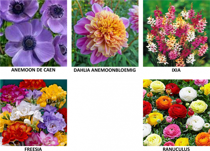 Bloemen Klein